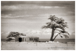 Trees and Shed, West Coast